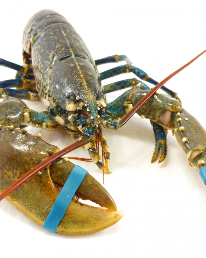 Demi-homard Bellevue/mayo