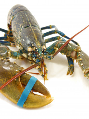 Demi-homard Bellevue/mayo